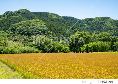 麦秋 収穫前の里山の麦畑と山の緑 b-1 麦秋 収穫前の里山の麦畑と山の緑 b-1 114981991