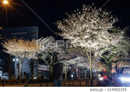茨城県日立市　平和通りの夜桜 114982193