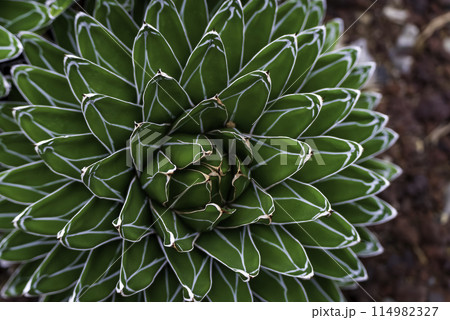 アガベ・ビクトリアエ・レギナエ　(笹の雪) 114982327