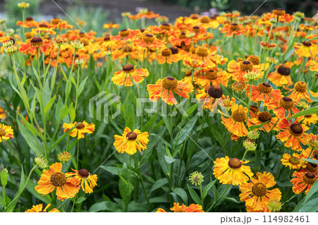 オレンジ色の団子菊（ヘレニウム）の花／キク科・5月 114982461