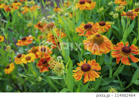 花芯が球状のオレンジ色の団子菊（ヘレニウム）／キク科・5月 114982464