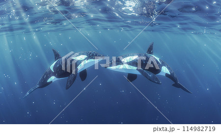 海中を優雅に泳ぐ2匹のシャチのイラスト素材 [114982719] - PIXTA