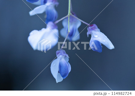 雨に濡れる藤の花 114982724