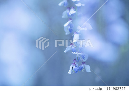 雨に濡れる藤の花 雨に濡れる藤の花 114982725