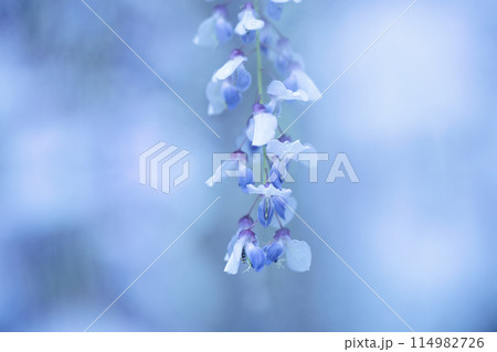 春の日差しに映える藤の花 春の日差しに映える藤の花 114982726