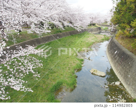 水無瀬川の桜の風景 114982803