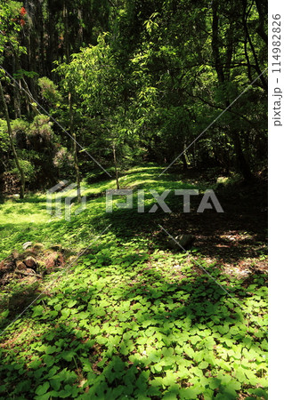 宇甘渓の森と光と心の隠れ場所 宇甘渓の森と光と心の隠れ場所 114982826