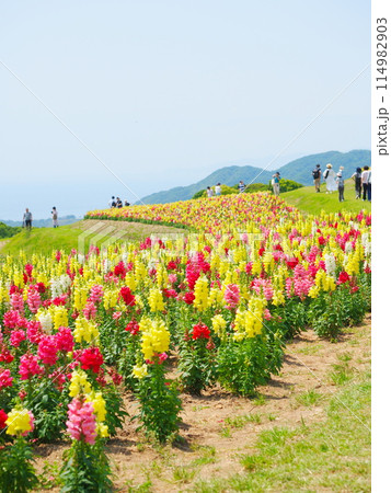 キンギョソウの花畑（1）【兵庫県立公園あわじ花さじき】 114982903