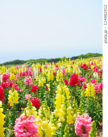 キンギョソウの花畑（5）【兵庫県立公園あわじ花さじき】 114982912