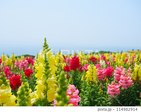 キンギョソウの花畑（6）【兵庫県立公園あわじ花さじき】 114982914