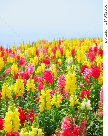 キンギョソウの花畑(7)【兵庫県立公園あわじ花さじき】 キンギョソウの花畑(7)【兵庫県立公園あわじ花さじき】 114982916