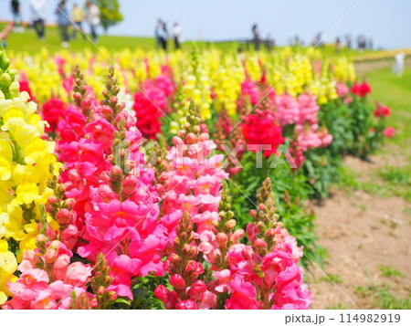 キンギョソウの花畑（9）【兵庫県立公園あわじ花さじき】 114982919