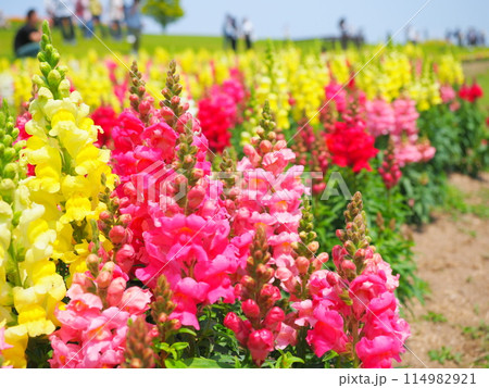 キンギョソウの花畑(10)【兵庫県立公園あわじ花さじき】 キンギョソウの花畑(10)【兵庫県立公園あわじ花さじき】 114982921