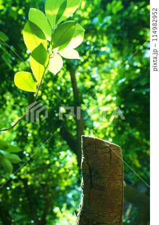 新緑の季節 さわやかなイメージの木々 新緑の季節 さわやかなイメージの木々 114982952