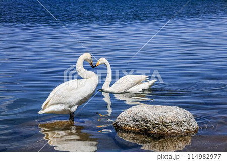 Two white swans in a tender pose, forming a heart shape with their necks against a backdrop of deep blue lake waters and a stone.. 114982977