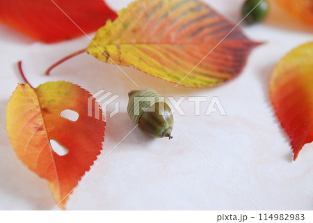 団栗と紅葉した葉っぱ 114982983