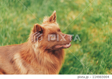 Red puppy without breed sits on green grass 114983004
