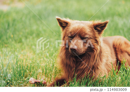Red puppy without breed lies with closed eyes on the green grass 114983009