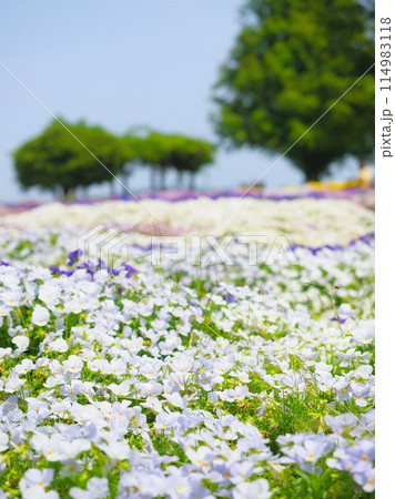 青空と木々と満開のビオラの花畑【兵庫県立公園あわじ花さじき】 青空と木々と満開のビオラの花畑【兵庫県立公園あわじ花さじき】 114983118