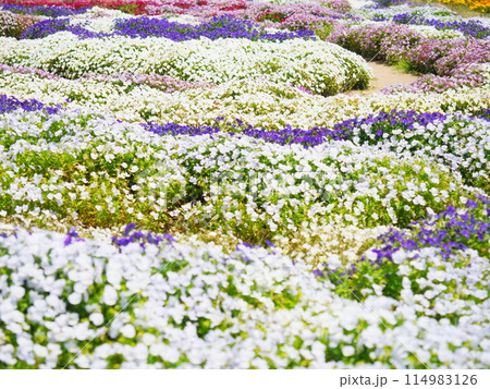 満開のビオラの花畑（2）【兵庫県立公園あわじ花さじき】 114983126