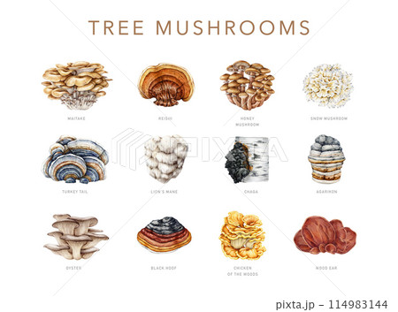 Tree mushroom set. Watercolor painted illustration. Hand drawn various mushroom collection grow on tree trunks. Reishi, turkey tail, lion's mane, chaga element on white background 114983144