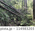 山奥で道を塞ぐ倒木 114983203