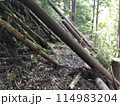 山の斜面から倒れた木々 114983204