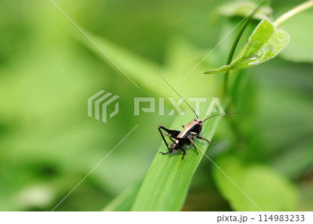 ベージュと黒褐色の渋いカラーリングが特徴のヒメギス幼虫（自然光＆ストロボ・マクロレンズ接写） 114983233