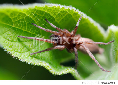 独特の糸疣を持つ、草葉に身を潜める茶色いトラフワシグモ（自然光マクロ接写） 114983294