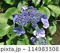 太陽に照らされる紫陽花 114983308
