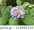 薄紫の可愛いアジサイ 114983310