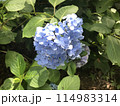 淡い青色のシンプルな紫陽花 114983314