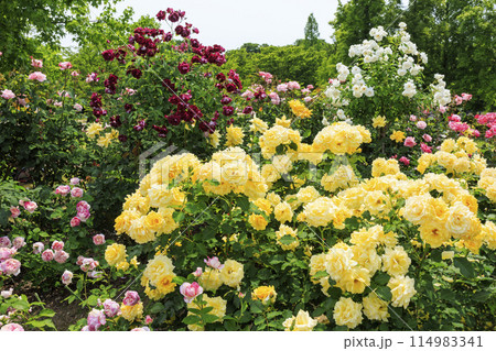 庄堺公園　満開のバラ園 114983341