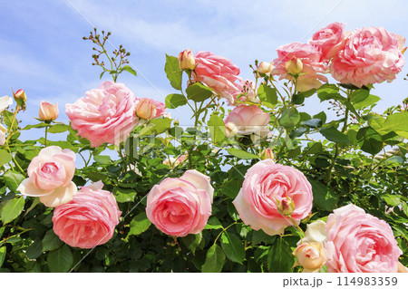 庄堺公園　満開のバラ園 114983359