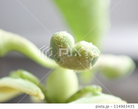 トケイソウの雄しべ(授粉後) トケイソウの雄しべ(授粉後) 114983435