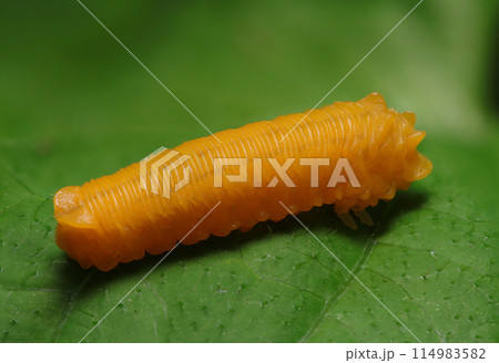 まるでオレンジ色のグミのようなチャイロハバチの幼虫（自然光＋望遠マクロ接写写真） 114983582