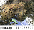水辺で動き回るオタマジャクシ 114983594