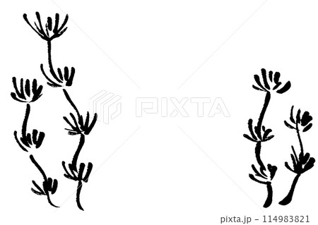 筆タッチのシンプルなマツモの線画イラスト 筆タッチのシンプルなマツモの線画イラスト 114983821
