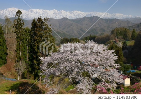 長野県上水内郡小川村小根山　立屋番所の桜山のサクラと冠雪した北アルプス 114983980