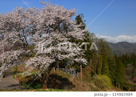 長野県上水内郡小川村小根山　立屋番所の桜山のサクラと冠雪した北アルプス 114983984