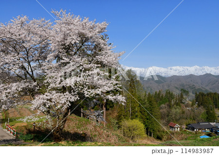 長野県上水内郡小川村小根山　立屋番所の桜山のサクラと冠雪した北アルプス 114983987