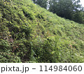 虫がいっぱいいそうな草むら 114984060