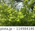 薄緑が綺麗な初夏のカエデ 114984146