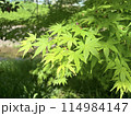 太陽に照らされた緑色の楓 114984147