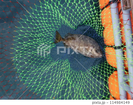 釣り上げて網の中のアイゴ 釣り上げて網の中のアイゴ 114984149