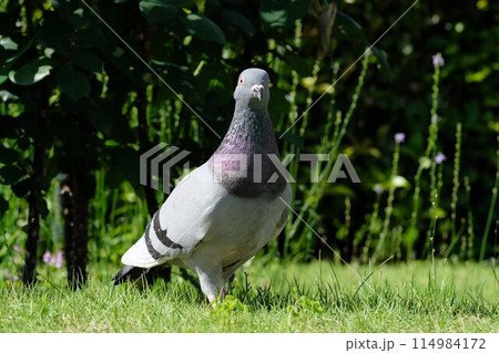 公園を歩くドバト 114984172