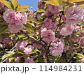 下から見上げた八重桜 114984231