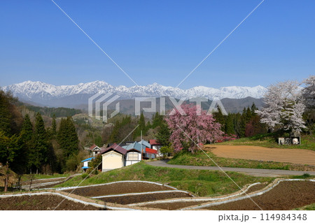 長野県上水内郡小川村小根山　立屋番所の桜山の一本桜と冠雪した北アルプスの景色 114984348