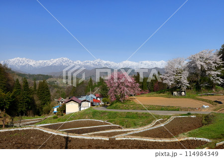 長野県上水内郡小川村小根山　立屋番所の桜山の一本桜と冠雪した北アルプスの景色 114984349
