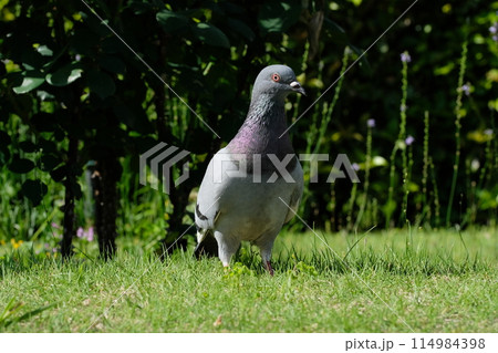 公園を歩くドバト 公園を歩くドバト 114984398